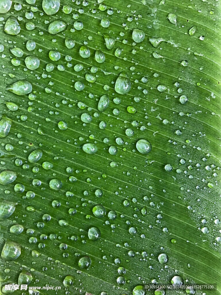 露珠图片