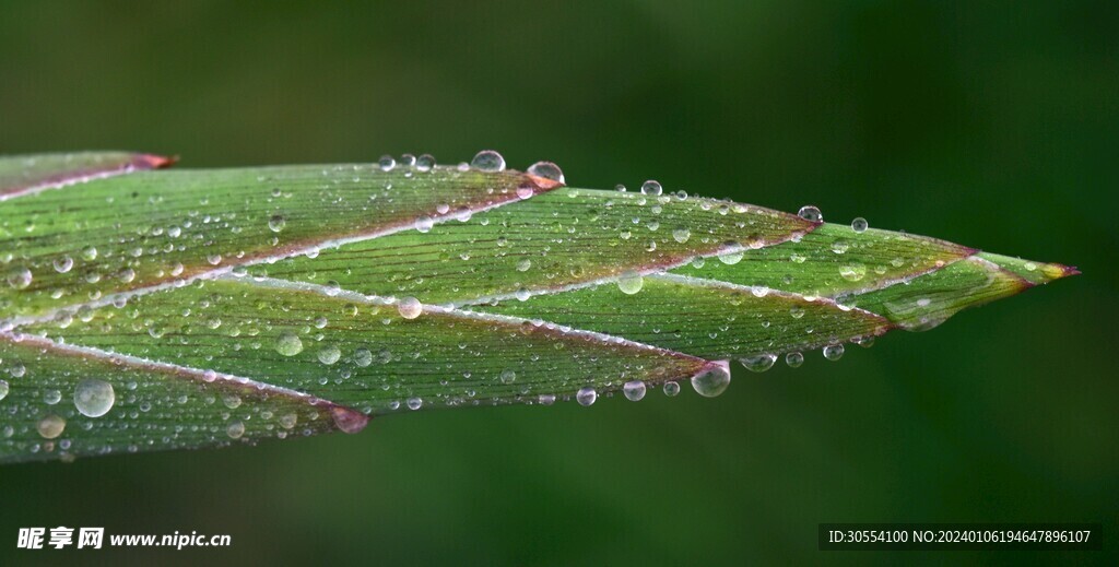 露珠图片