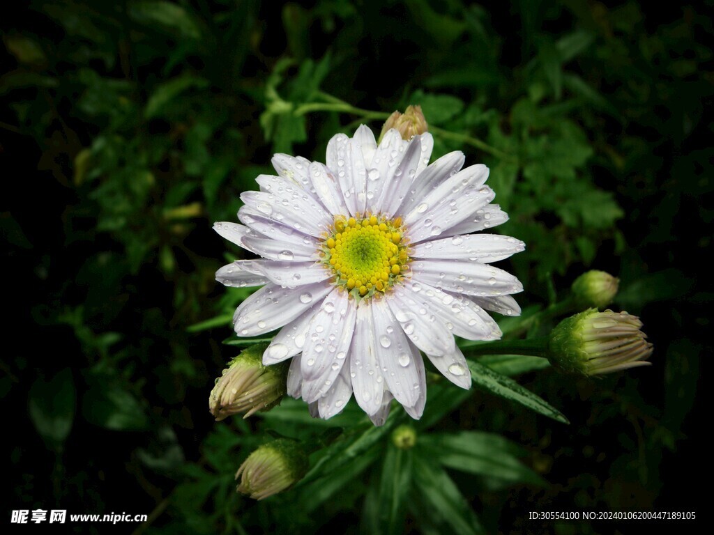 植物图片