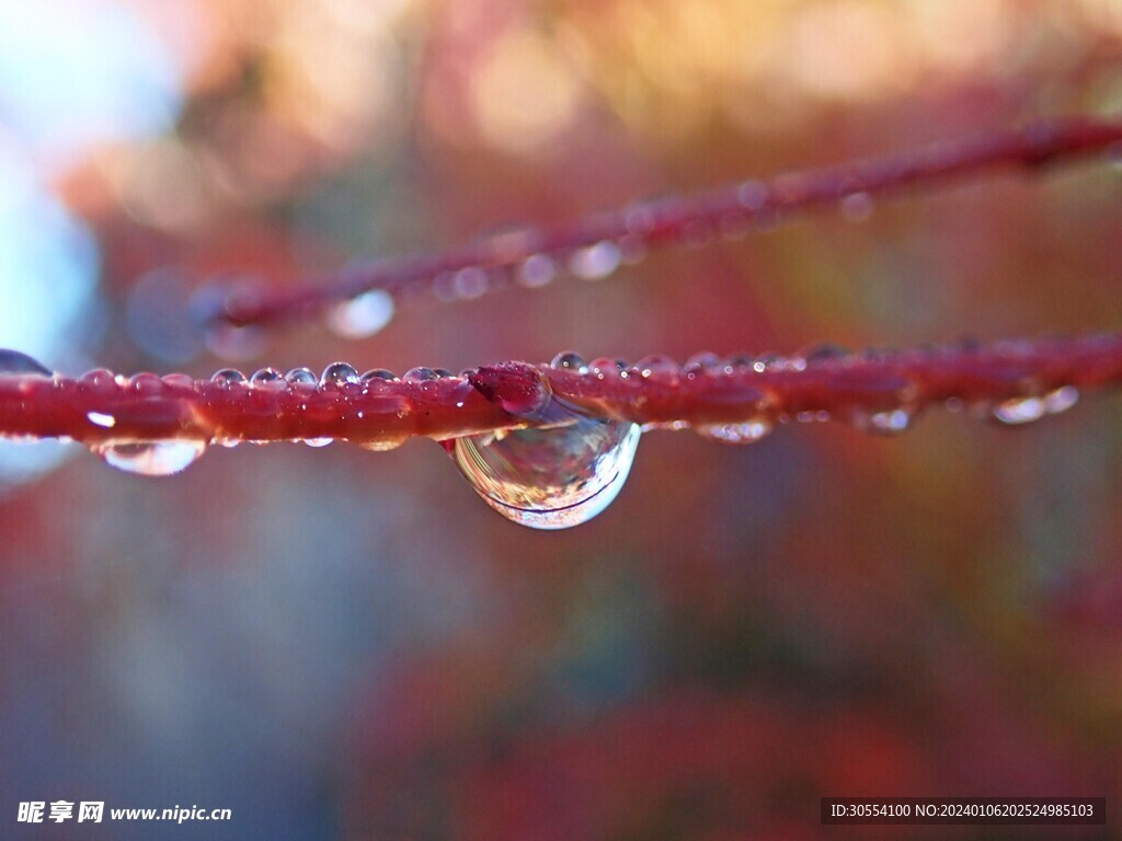 叶子水珠图片