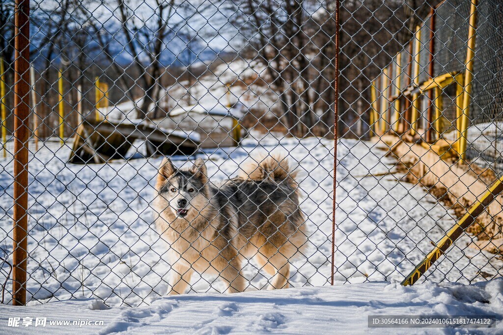 狗