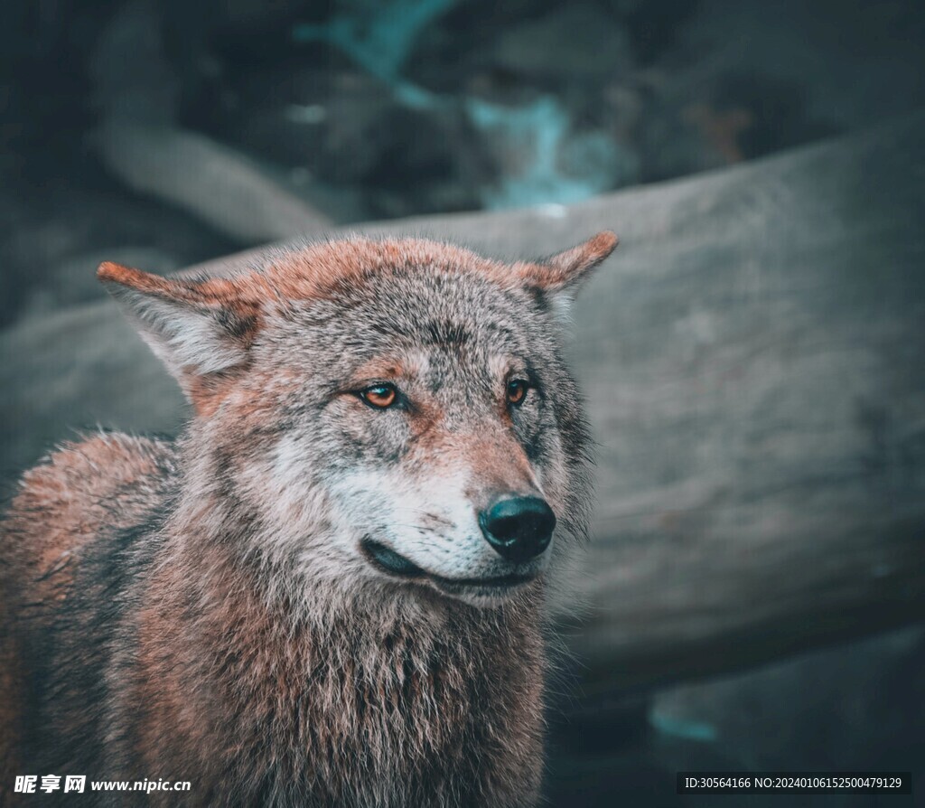 狼