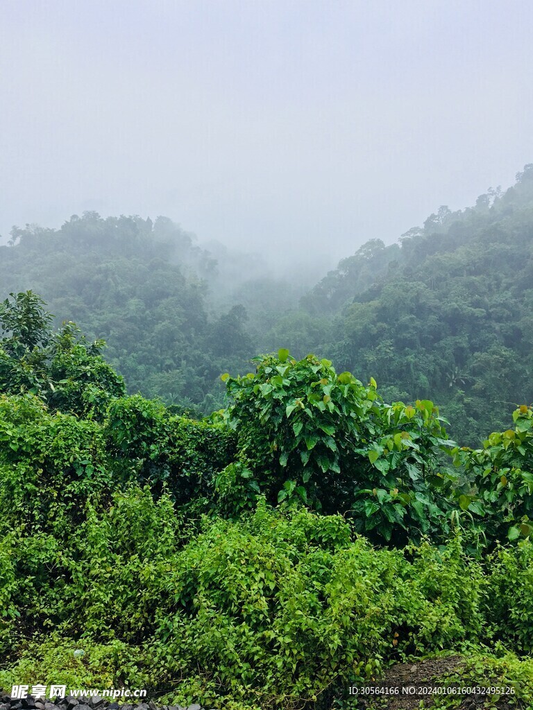 山林树木