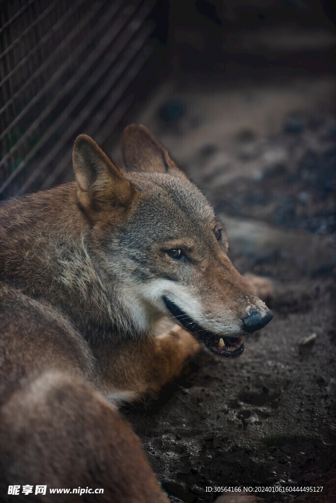 狼