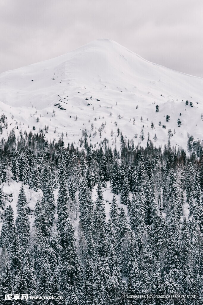 雪山森林