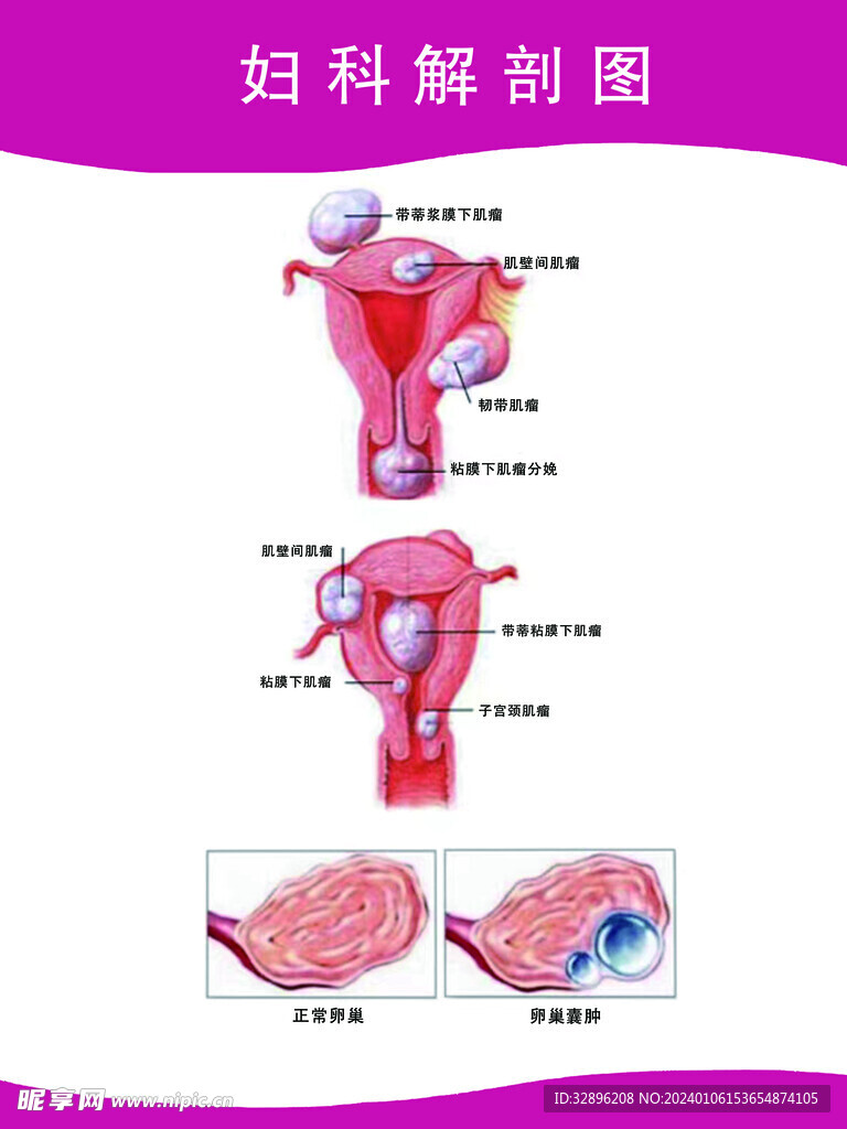 妇科解剖图