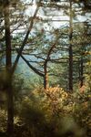 森林风景