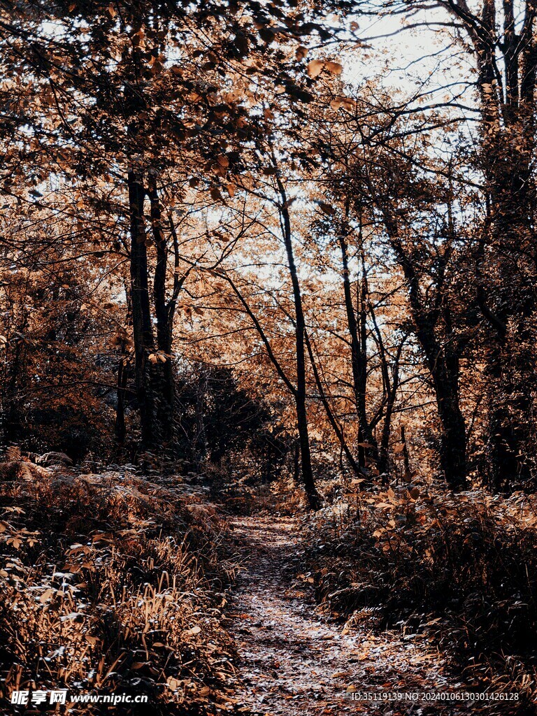 森林风景