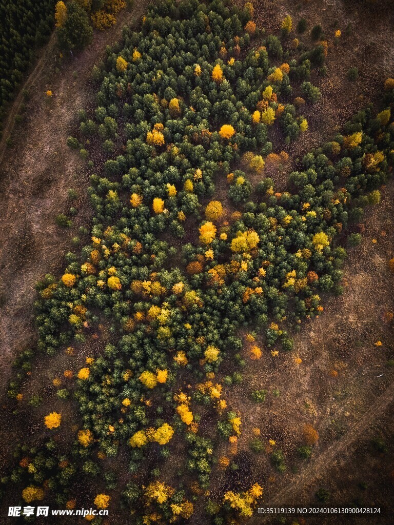 森林风景