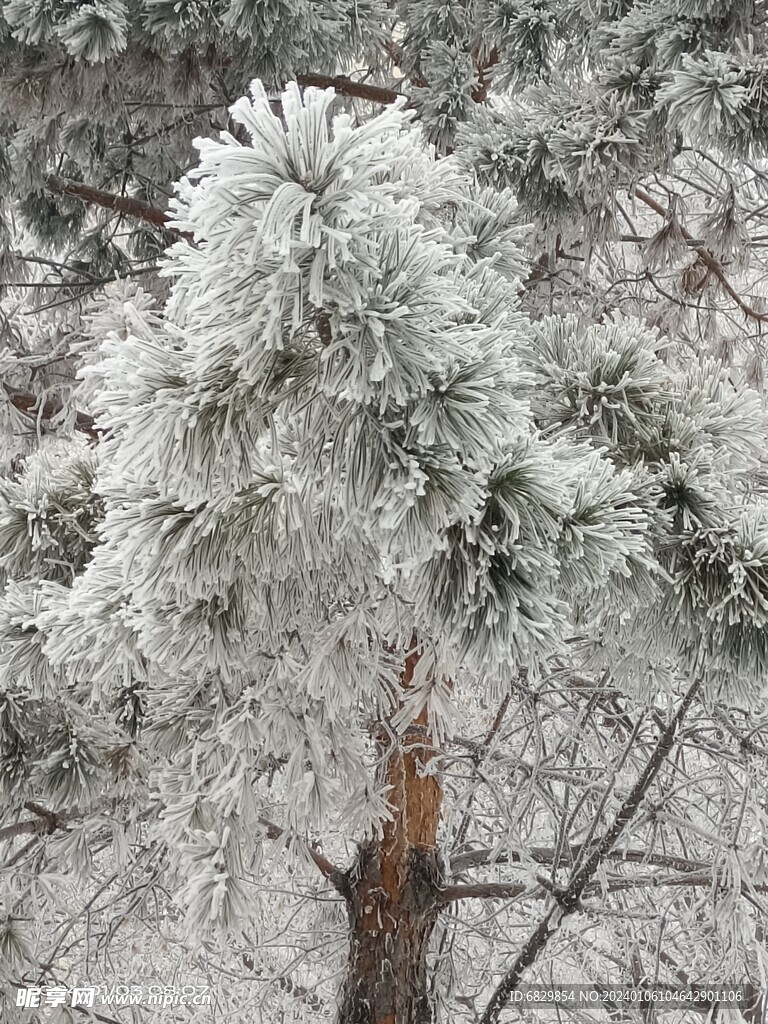 琼枝