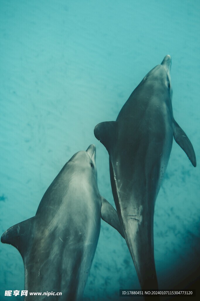 海豚