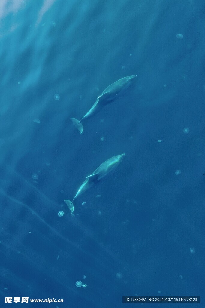 海豚