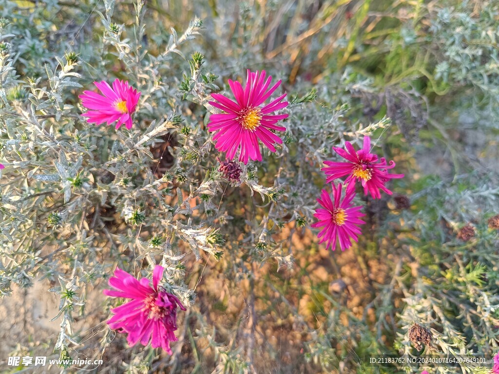 野菊花