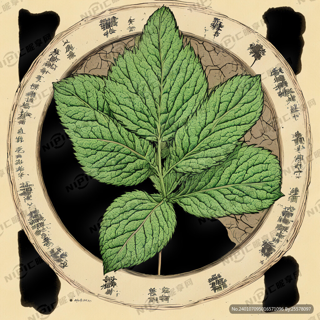 中药草本菁萃 三七 川穹 当归
