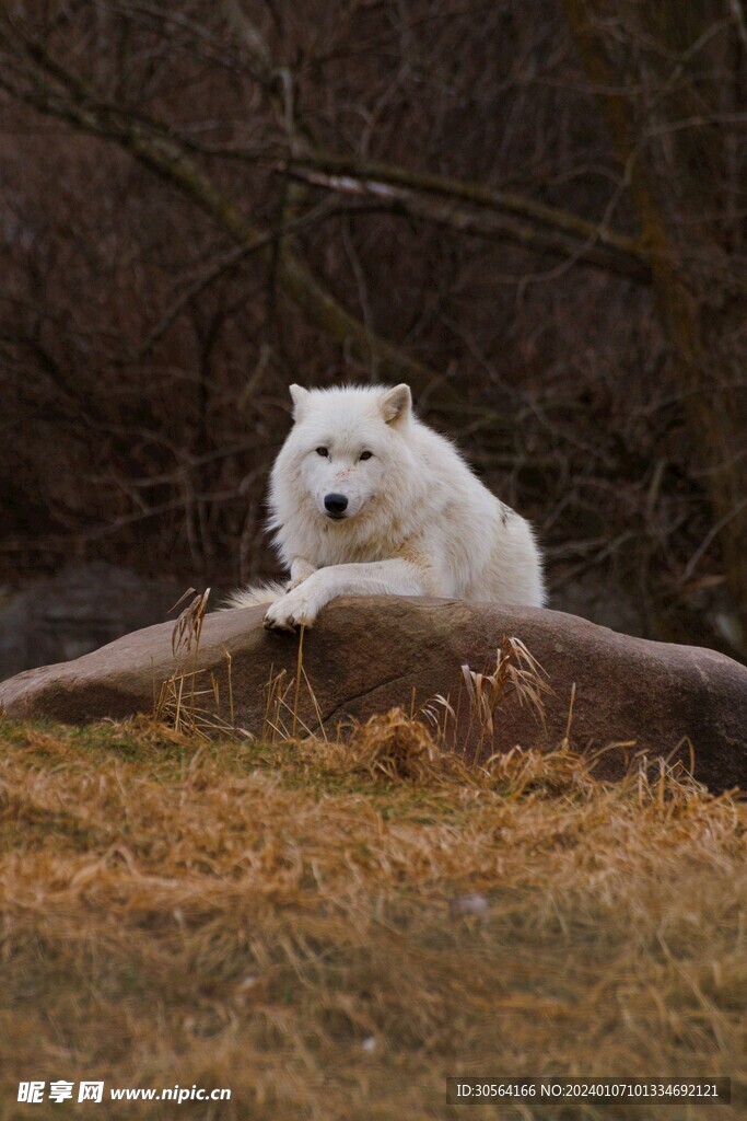 狼