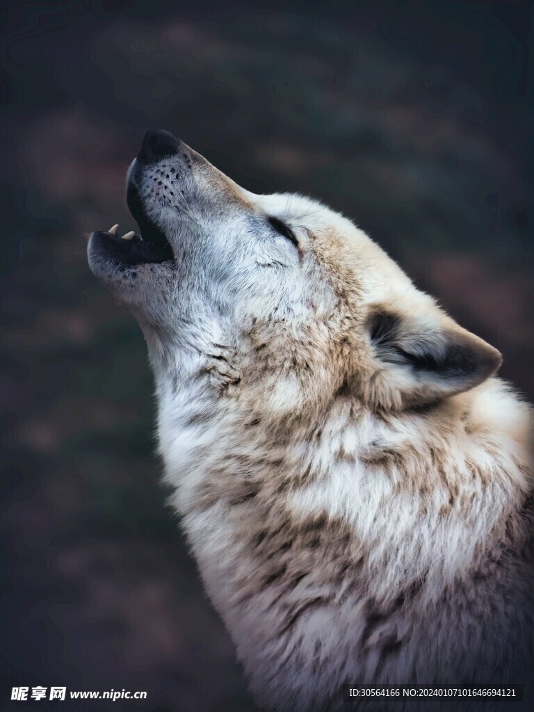 狼