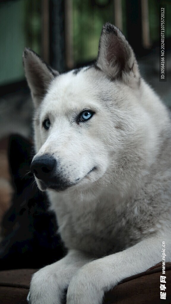 狗