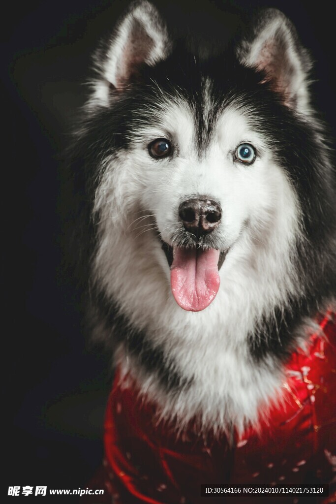 狗