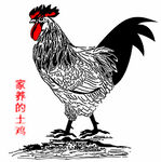 鸡