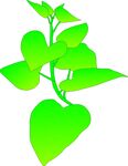 红薯苗   植物  矢量图