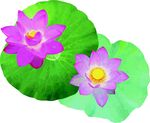 荷花  花草  矢量图