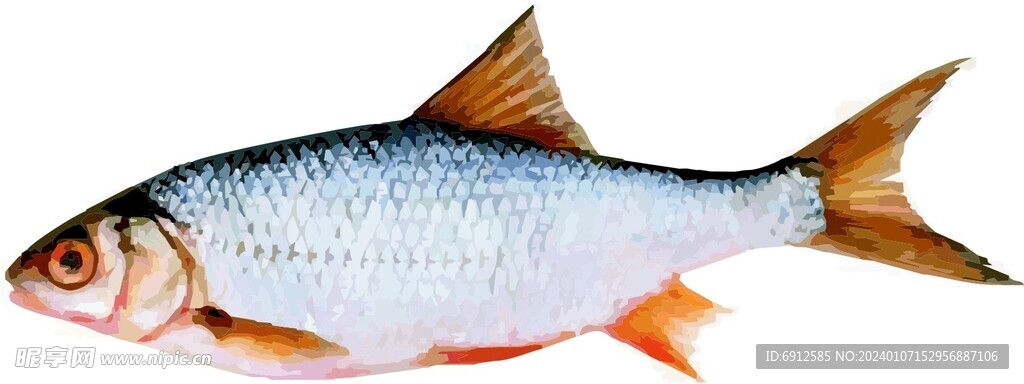 鱼  水产品  矢量图