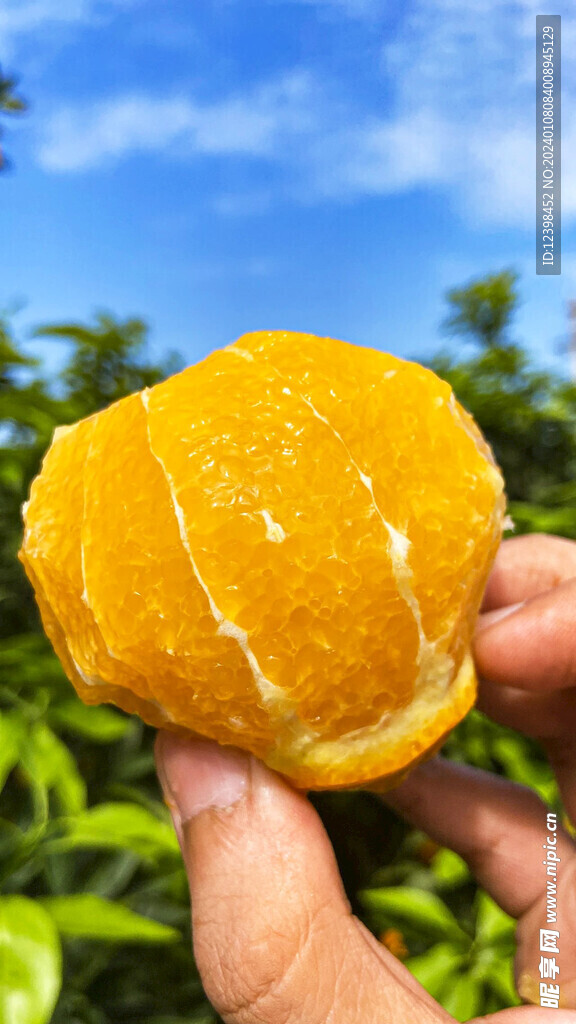 柑橘