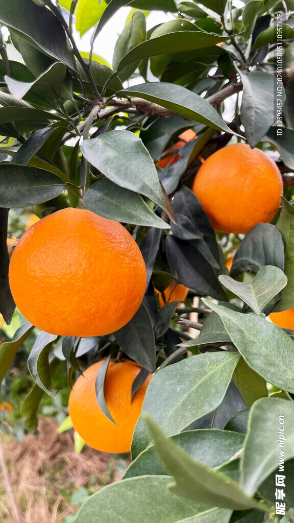柑橘柑橘