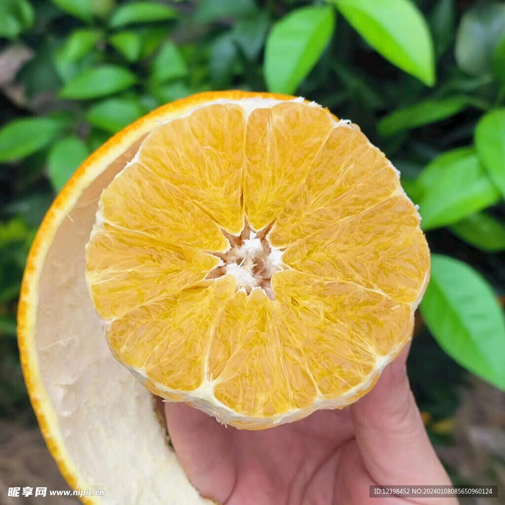 脐橙