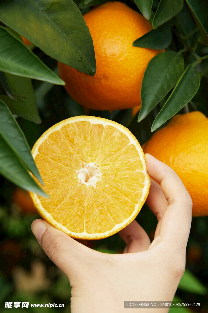 橘子