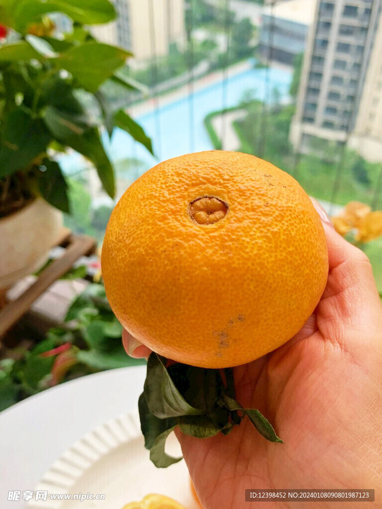 脐橙