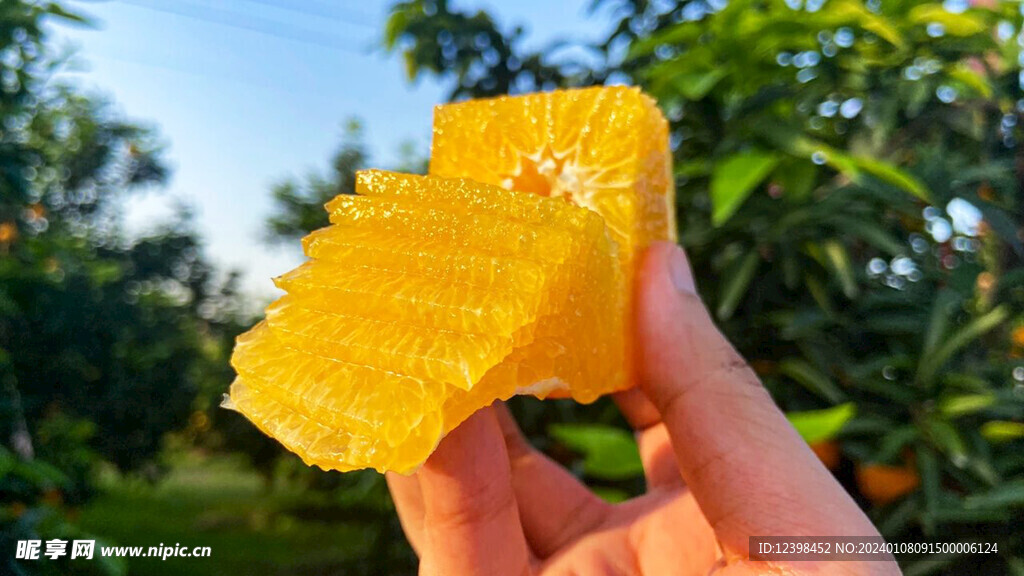 脐橙