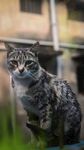 猫图片