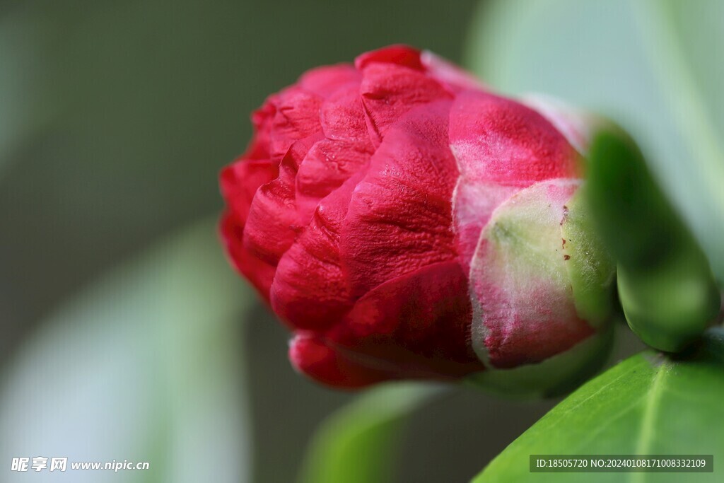 山茶花图片