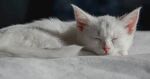 猫图片