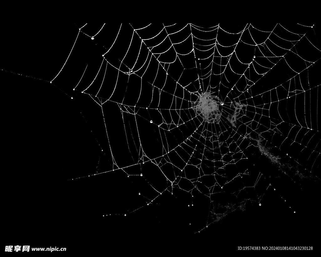 蜘蛛网  