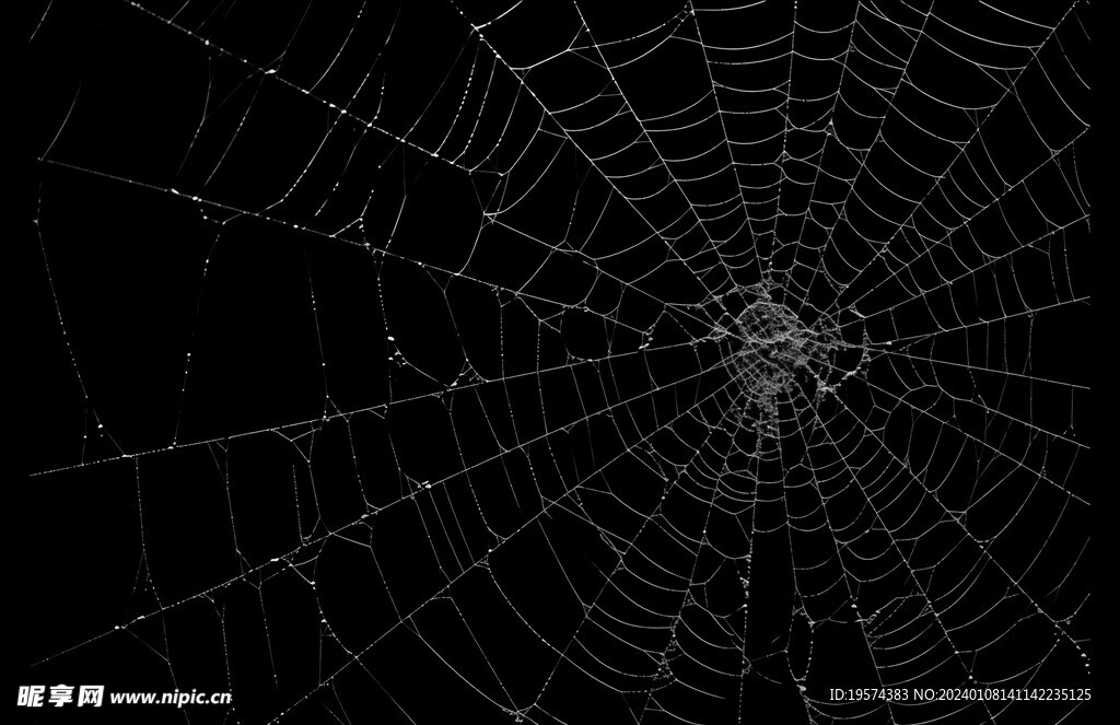 蜘蛛网  