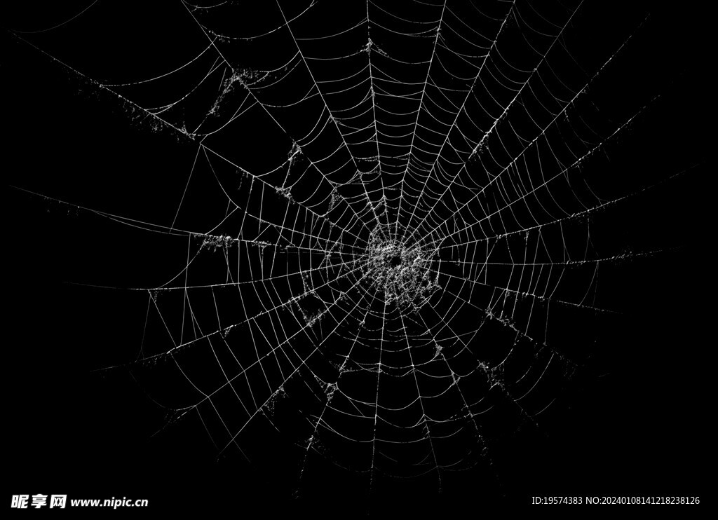 蜘蛛网 