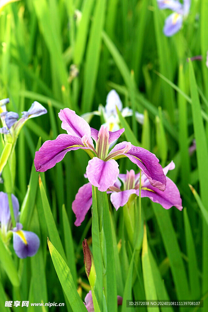 优雅玉蝉花