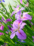 优雅玉蝉花