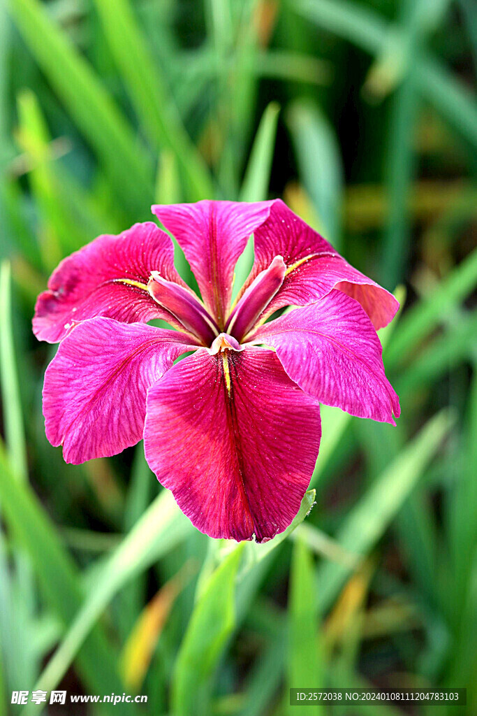 优雅玉蝉花