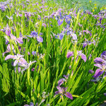 优雅玉蝉花