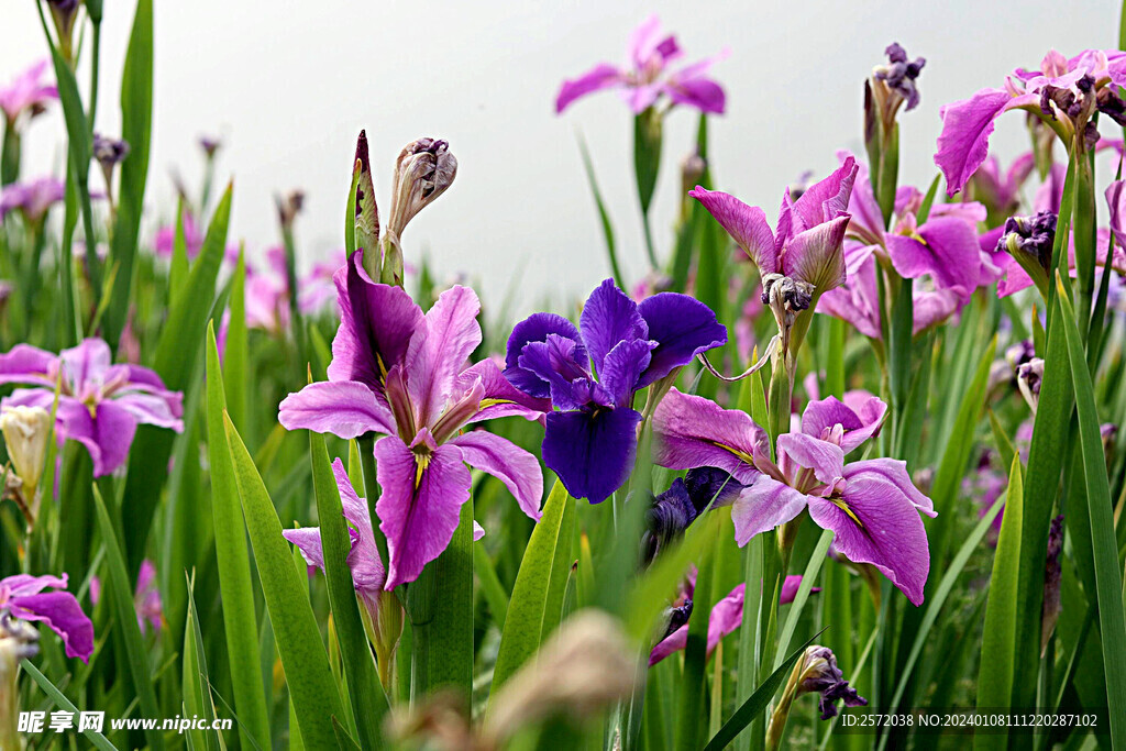 优雅玉蝉花