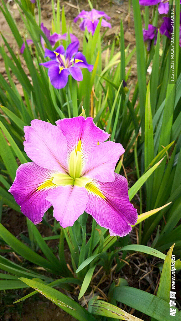 优雅玉蝉花