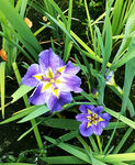 优雅玉蝉花