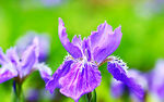 优雅玉蝉花