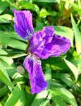 优雅玉蝉花