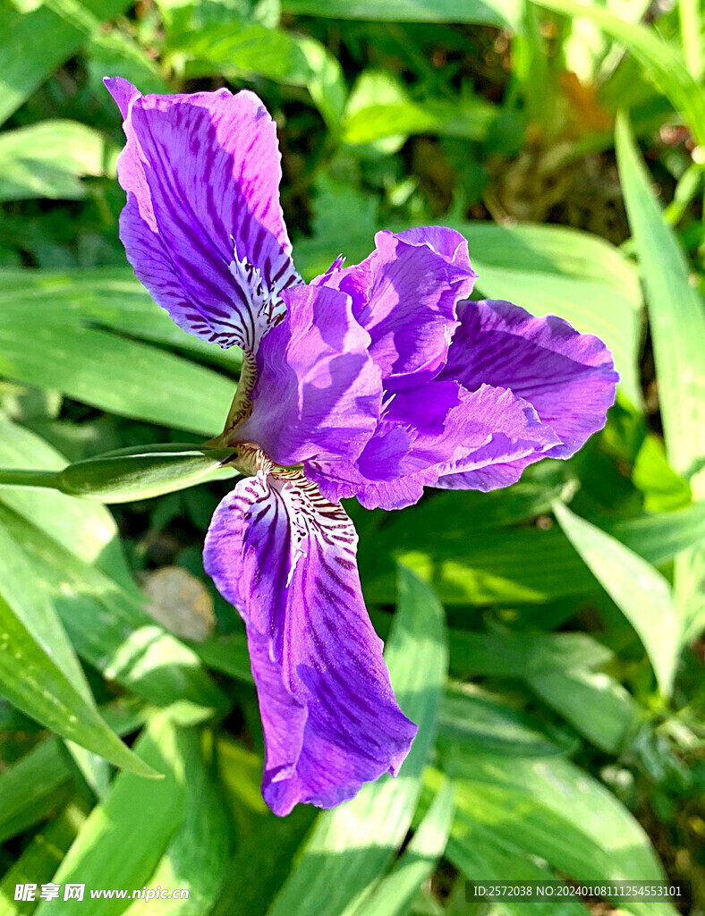 优雅玉蝉花