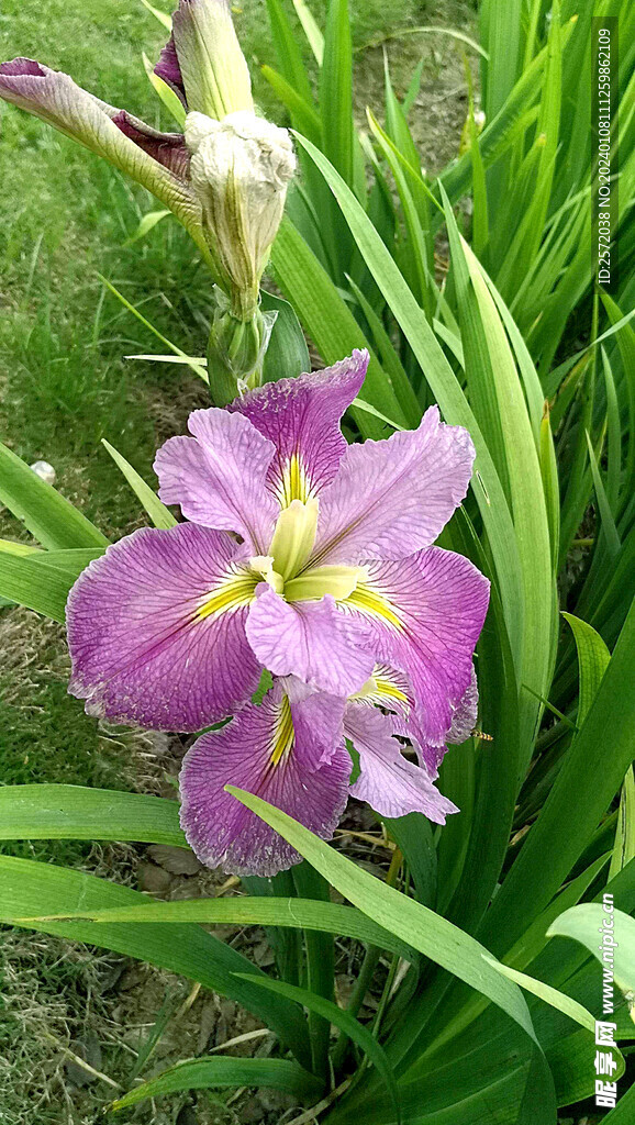 优雅玉蝉花