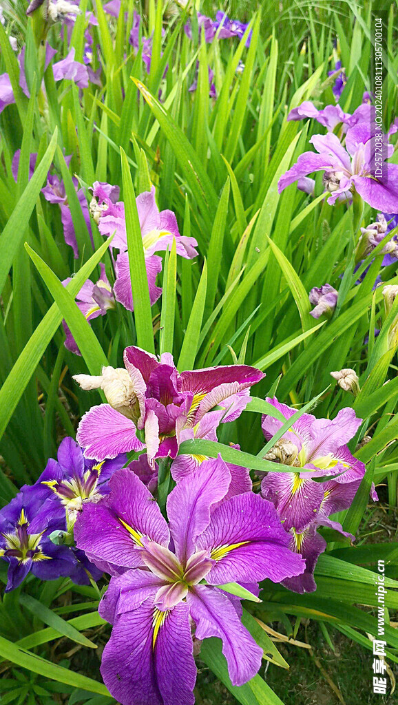 优雅玉蝉花